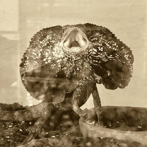 One cool reptile Furbabies & Friends pet sitters cared for in Peoria, AZ.