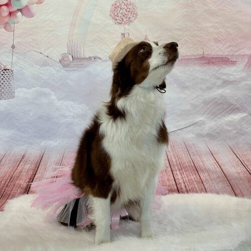 Mini aussie Sidi mastered all of her dog training tricks, which were captured during a dog photoshoot.