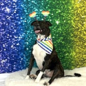 Kristie's personal dog pitbull mix Tigger sitting for a Pride Photoshoot.