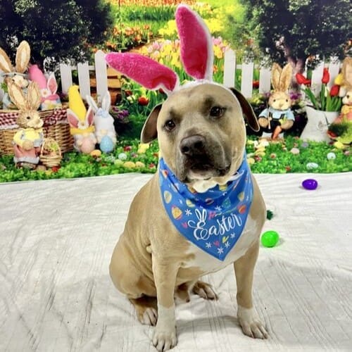 Simba, Kristie's oldest personal dog wearing Easter bunny ears for an Easter Photo Shoot.