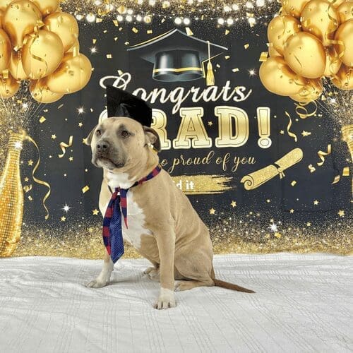 Simba the XL Bully graduates from advanced obedience training with FurBabies & Friends in Glendale, AZ.