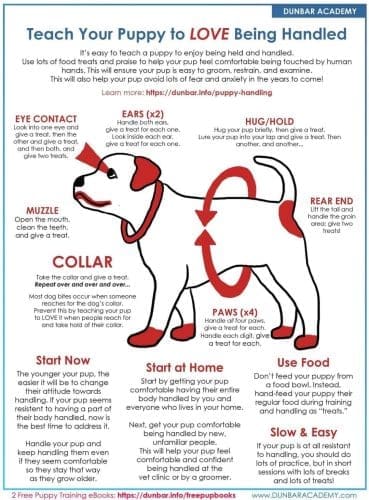 Help you dog or puppy learn to love being handled  through positive touch desensitization training.