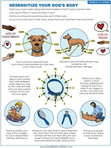 Teach your dog to enjoy being touched or handled by yourself or by others like the groomer or vet by focusing on these keys areas for touch desensitization training.