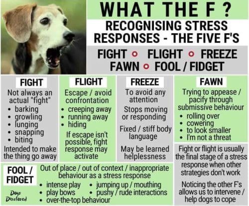 Understanding a puppy's stress signals and properly identifying which F, fight, flight, freeze, fidget or fawn, the puppy is in is the best way to help a puppy cope with stress. 