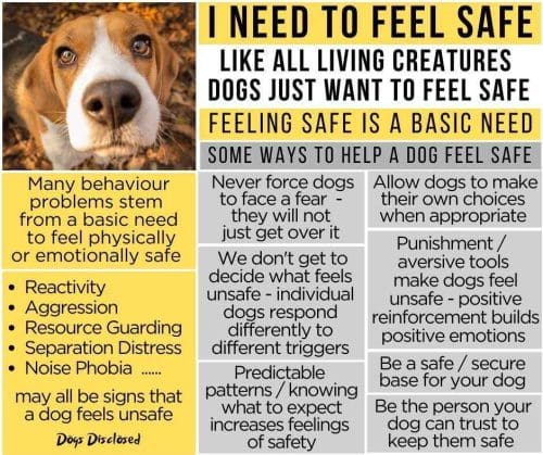 Dogs and puppy's need to feel safe and have basic needs met in order to learn and grow.