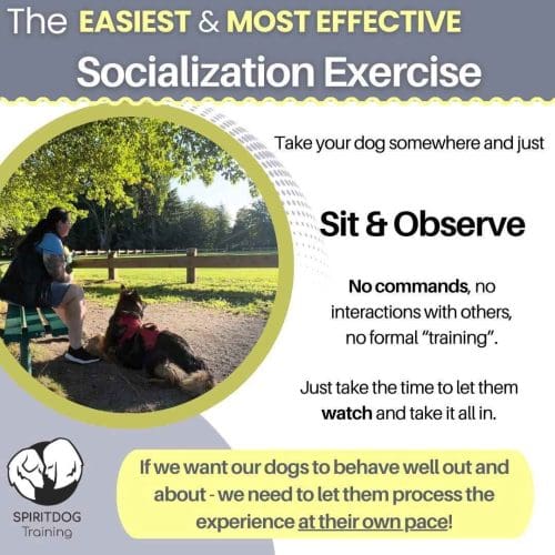 If you have an under vaccinated puppy, you can still safely socialize by simply sitting and observing the people, places, and things in the environment, keeping things positive, and leaving before the puppy or dog gets overwhelmed.