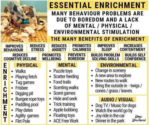 Dog and puppy enrichment activities should include physical, mental, environmental, and audio/visual stimulation.