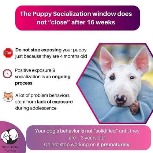 Positive puppy socialization is critical during the early puppy stages, however, socialization should continue through adulthood for a confident dogs.