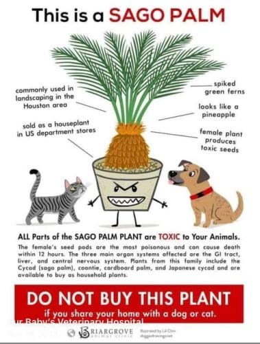 sago palm plant toxic to dogs and cats commonly used in Arizona landscaping