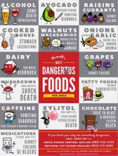 common household foods toxic to dogs including chocolate grapes raisins xylitol onions garlic and caffeine